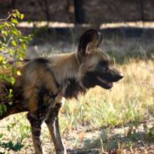 Dongo the wild dog in his new enclosure!