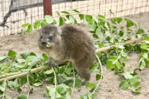 Baby Dassie eating leaves