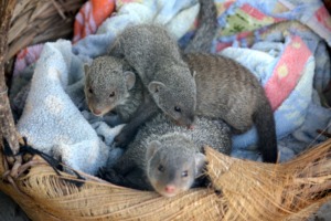 The mongoose living the hard life!