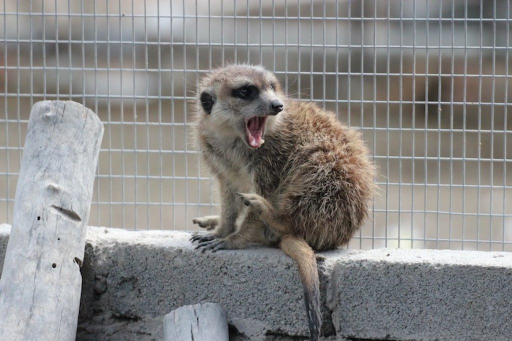 Provide food&care for ALL our animals for 1 year!