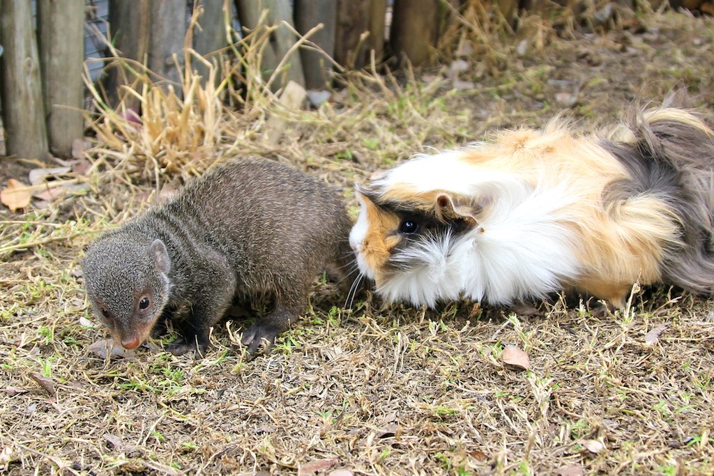 Provide food&care for ALL our animals for 1 year! GlobalGiving