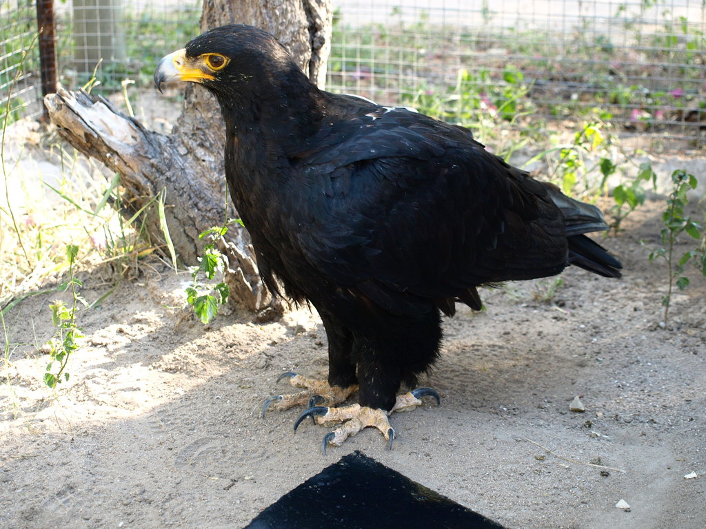 Provide food&care for ALL our animals for 1 year!