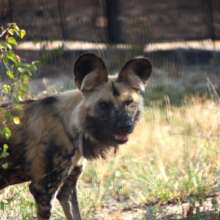 Dongo the Wild Dog