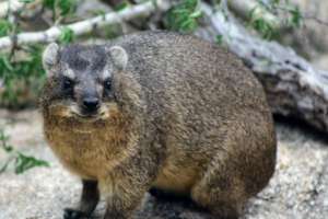 Dassie