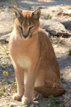 Shangaan the Caracal