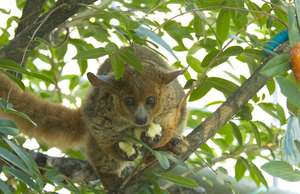 Bush Baby