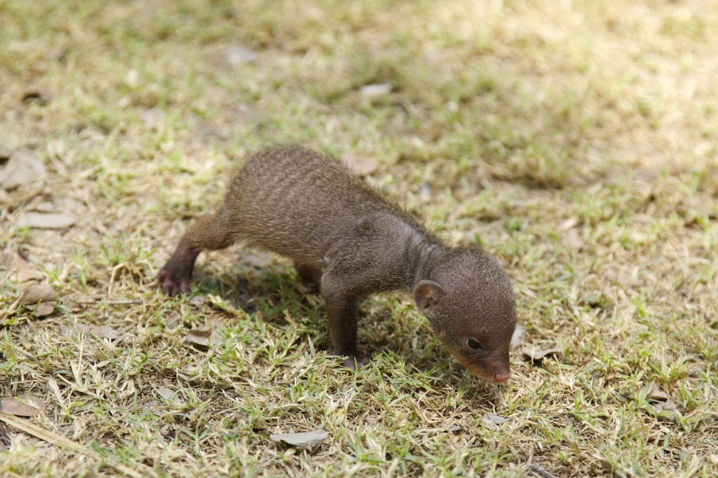 Help us raise our baby Mongoose for 1 year!