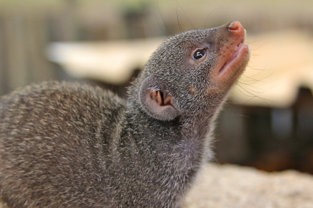 Help us raise our baby Mongoose for 1 year!