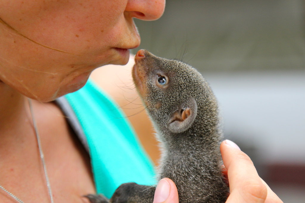 Help us raise our baby Mongoose for 1 year!