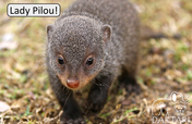 Help us raise our baby Mongoose for 1 year!