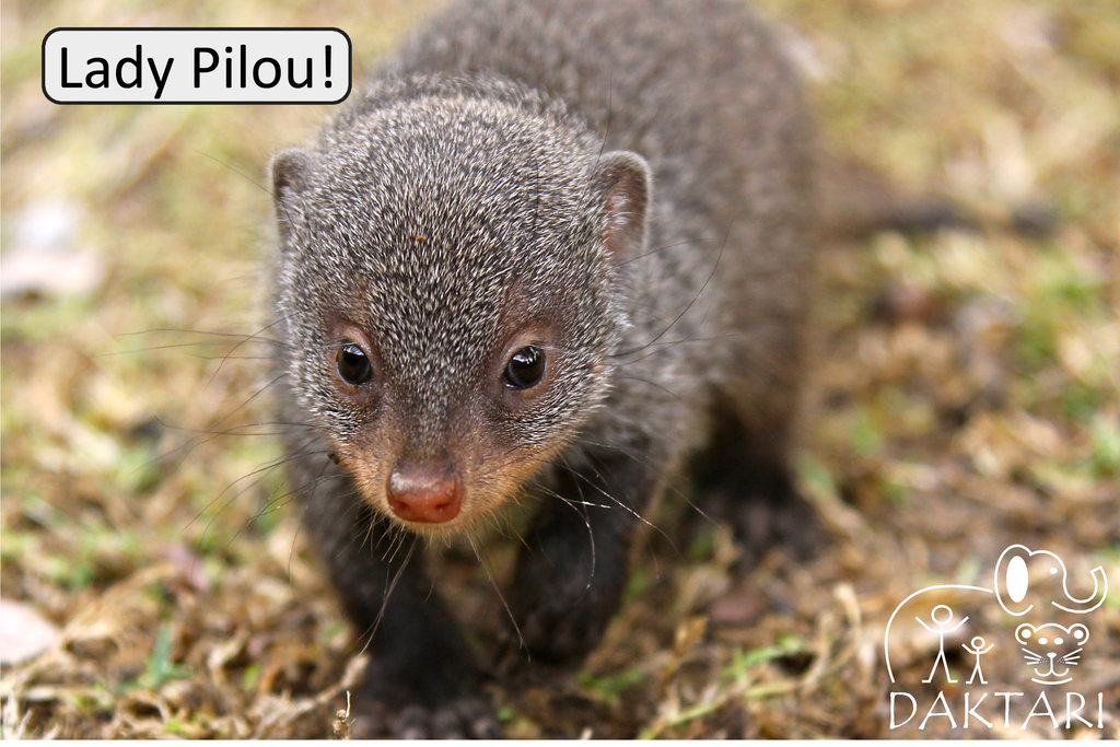 Help us raise our baby Mongoose for 1 year!