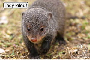 Help us raise our baby Mongoose for 1 year!