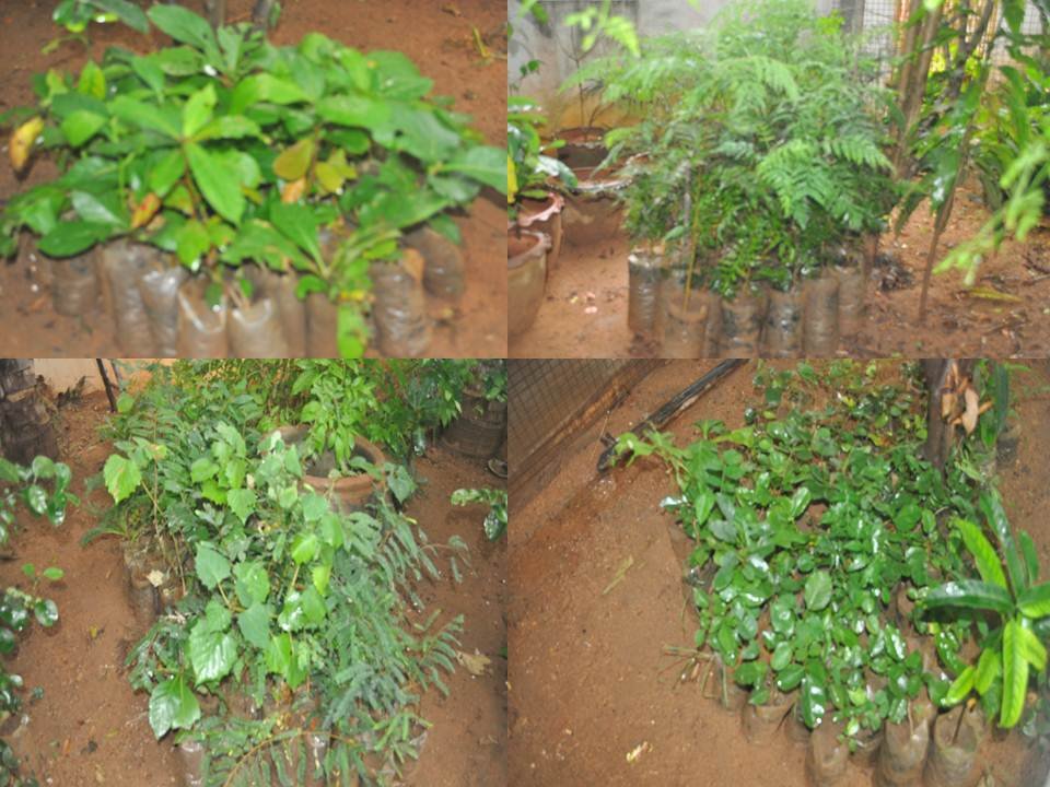 Provide 1000 plants to school planting program