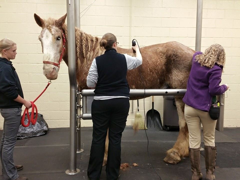 Help For Amos -Veterinary Hospital Costs