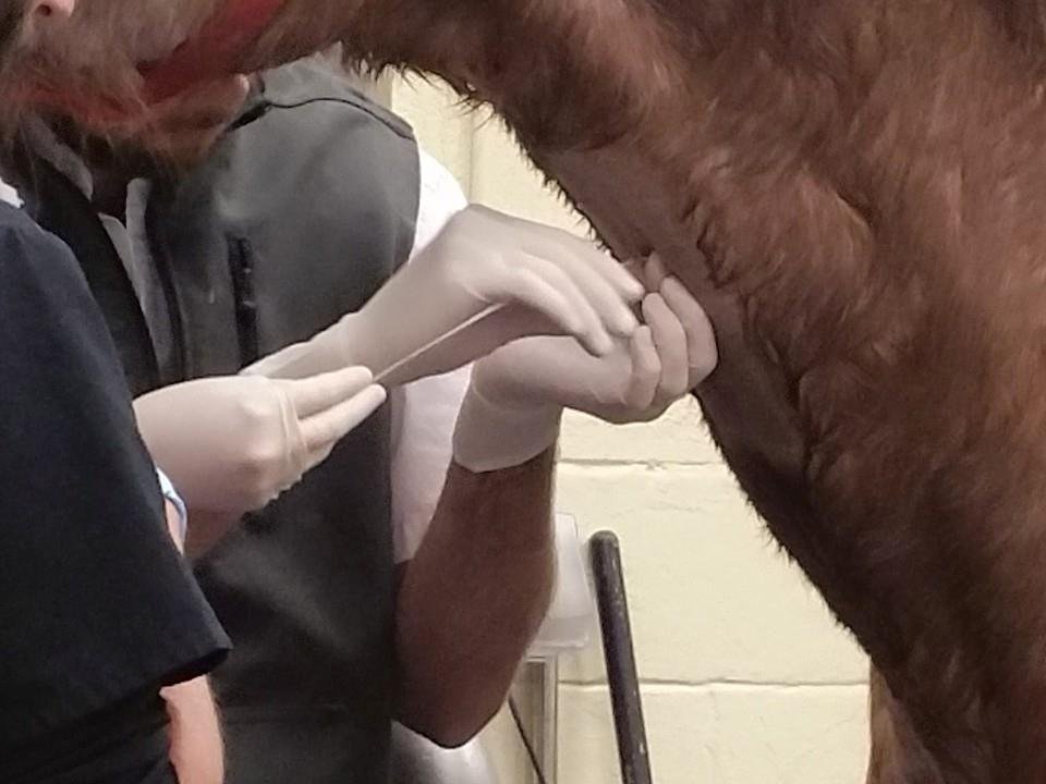 Help For Amos -Veterinary Hospital Costs