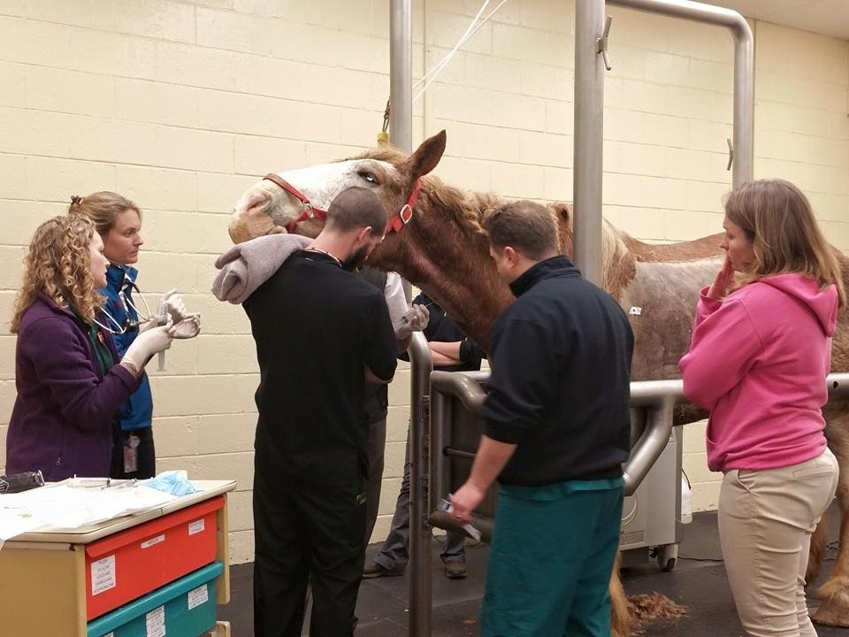 Help For Amos -Veterinary Hospital Costs