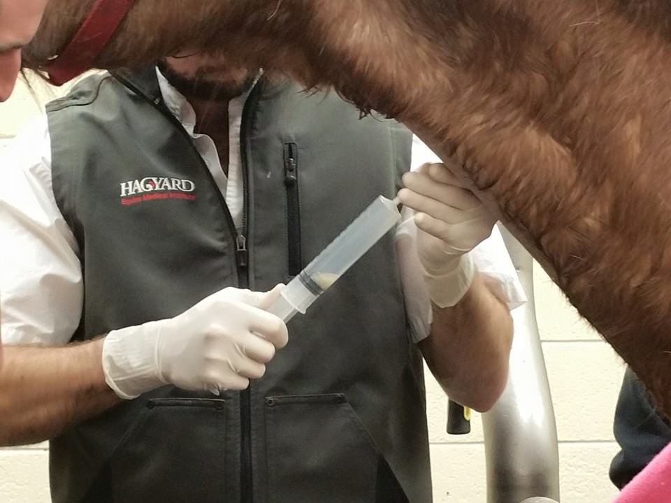 Help For Amos -Veterinary Hospital Costs