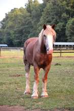 Please Help our Beautiful boy Survive