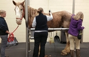 Help For Amos -Veterinary Hospital Costs