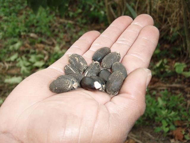 Provide Microfinance to Disadvantaged Laos Farmers