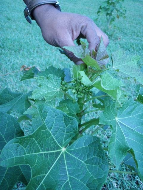 Provide Microfinance to Disadvantaged Laos Farmers