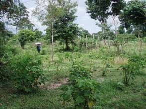 Jatropha field