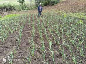 Farmer, proud and happy with success with garlic
