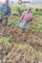 Garlic sales is a good source of family income
