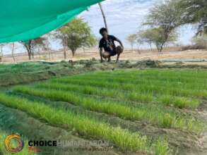 Onion starts grown in nurseries then transplaned