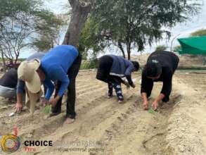 Onions transplanted from the nursery to the farm