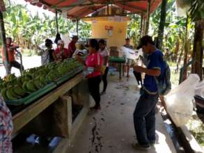 Farmers prepare bananas for packaging