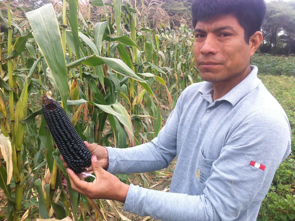 Sustainable Nutrition for 823+ Families in Peru
