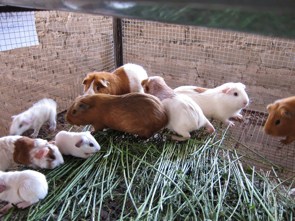 Small Livestock Provides added Protein