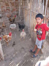 Chickens Help Provide Healthy Food for Families