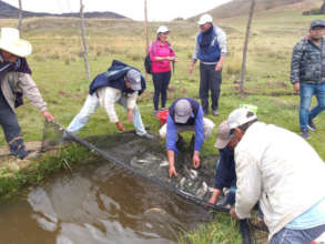 Harvesting trout