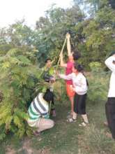 students checking on their trees
