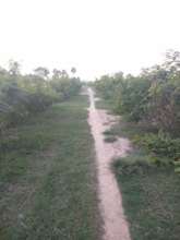 a road, previously barren, showing lush growth