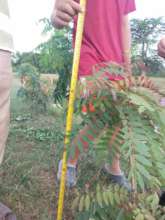 monitoring the growth of new saplings