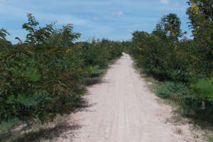 Green Champions reforrested road