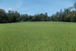 Local farmer's rice field