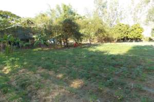 New Moringa Field