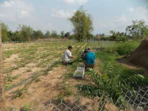Planting moringa seedlings