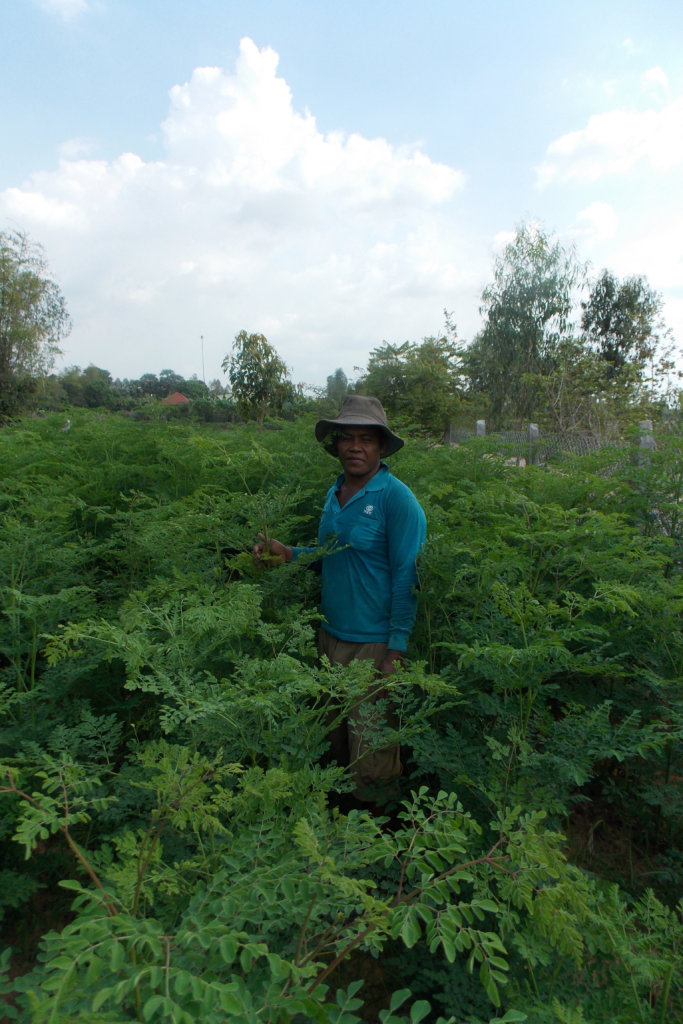Moringa leaves soon to be ready to harvest