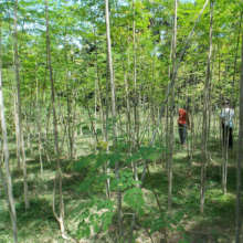 Mature  moringa plants