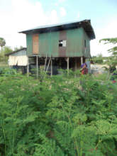 Farmer's home behind moringa ready to harvest