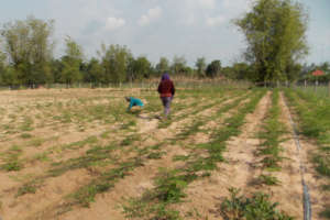 Moringa plants 1 to 2 months after planting