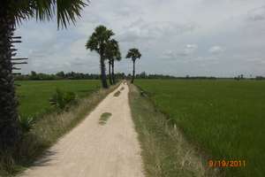 Road with few trees typical of deforestation
