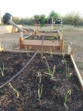 Community Garden