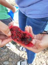 Close up of Bahidaj Fruit