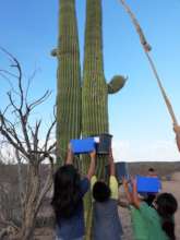 Bahidaj (Ha:san or saguaro fruit) Harvest Team